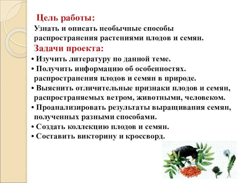 Как береза распространяет свои плоды с помощью животных и людей