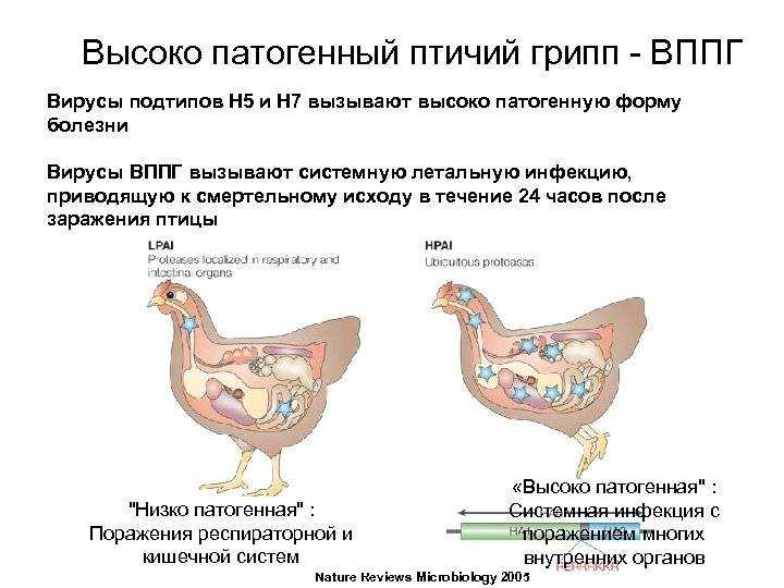 Вирус инфекционной бурсальной болезни птиц