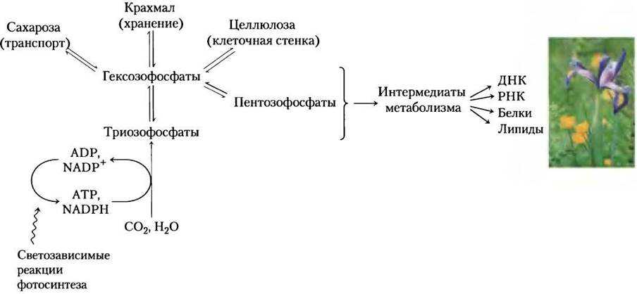 Биосинтез углеводов презентация, доклад, проект