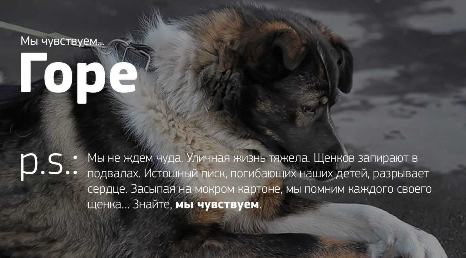 Библиотека авторских работ по психологии и педагогике. эмоции у животных.