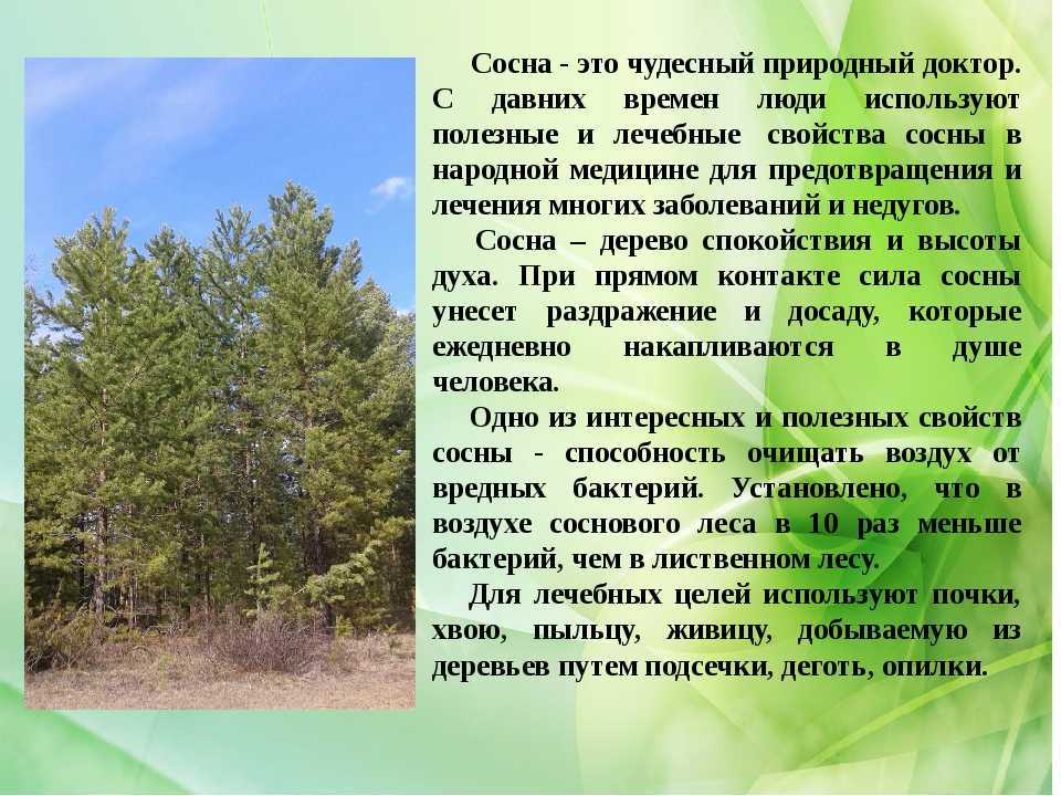 Технология долгосрочной подсочки сосны. технология подсочки деревьев хвойных и лиственных пород, заготовки и переработки недревесной продукции леса - курсовая работа