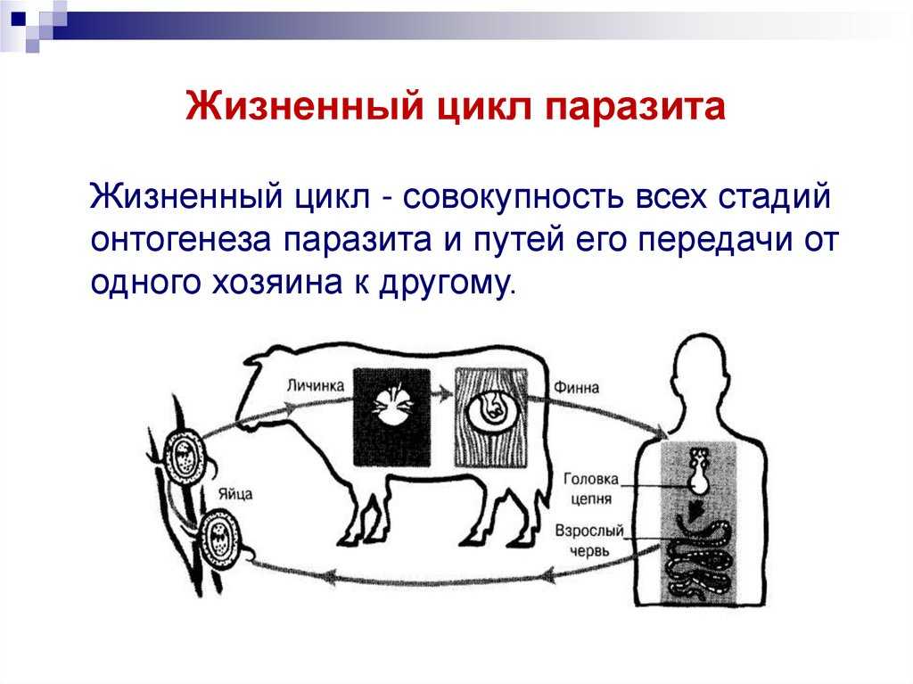 Взаимоотношения «паразит – хозяин» - миркин б.м. и др. основы общей экологии