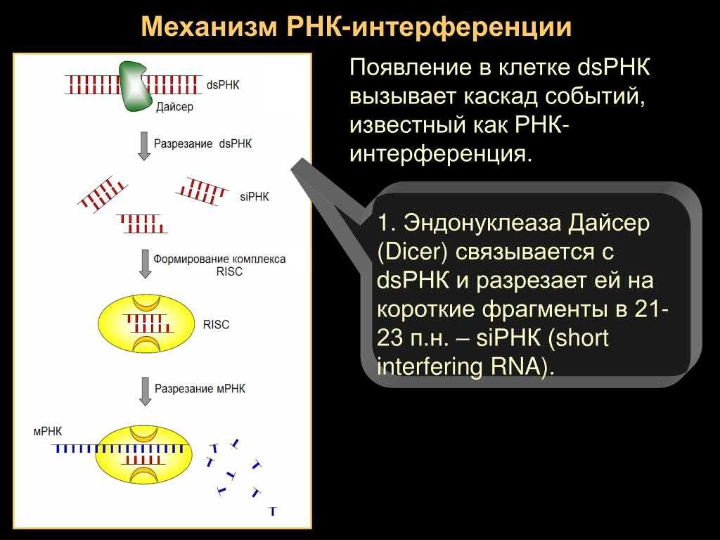 Рнк-интерференция - frwiki.wiki