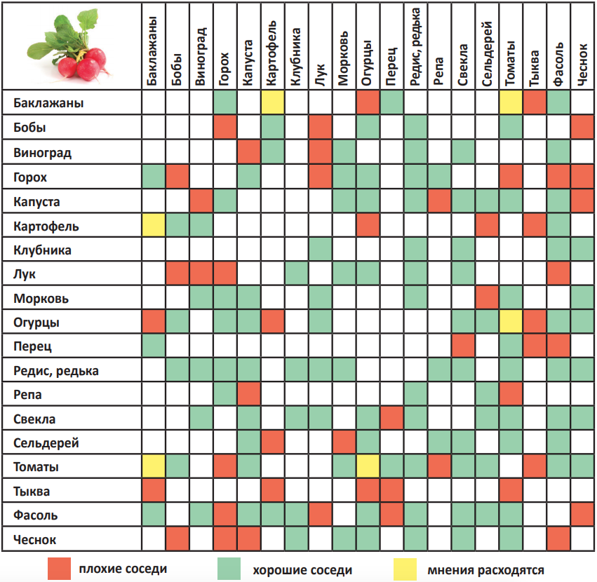 Соседство овощей на грядках в огороде: совместимость овощных культур при посадке
