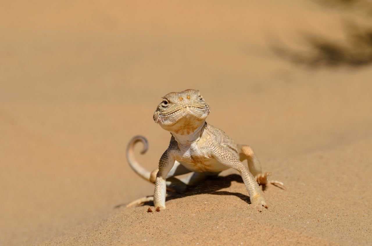 Ящерица круглоголовка – пустынный житель с необычной внешностью