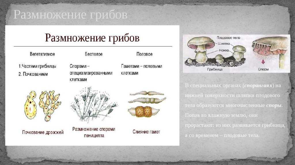 Формы и способы размножения грибов. размножение грибов