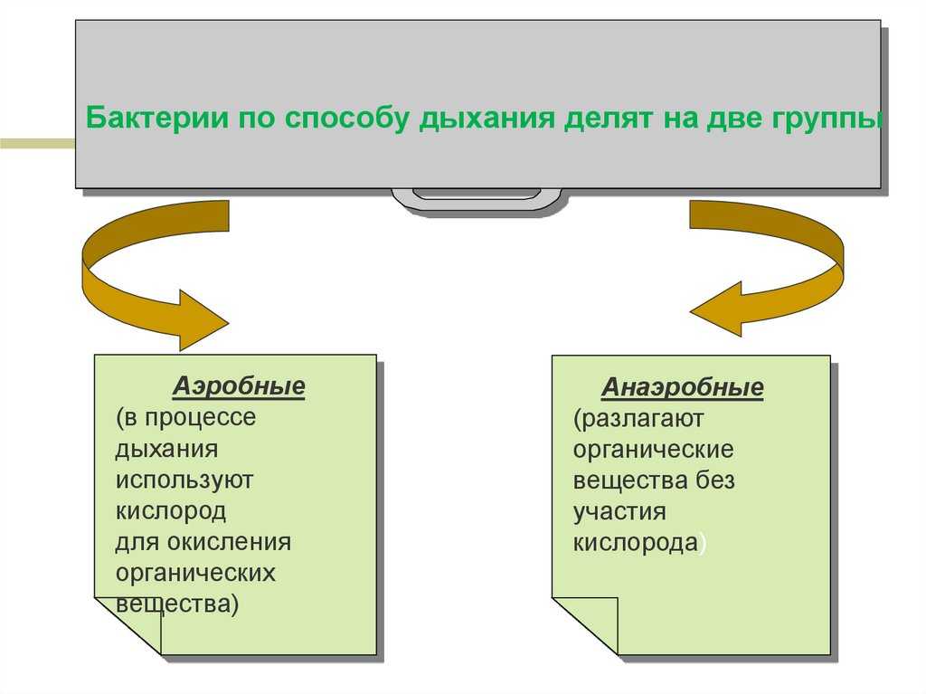 Аэробное дыхание - дыхание микроорганизмов - физиология микроорганизмов - микробиология учебное пособие - красникова л. в. - троицкий мост 2012