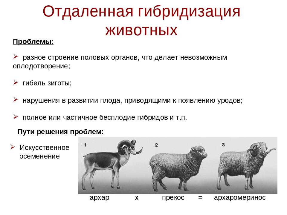 Методы селекции растений – основные классические