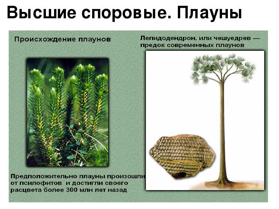 Происхождение высших споровых растений кратко