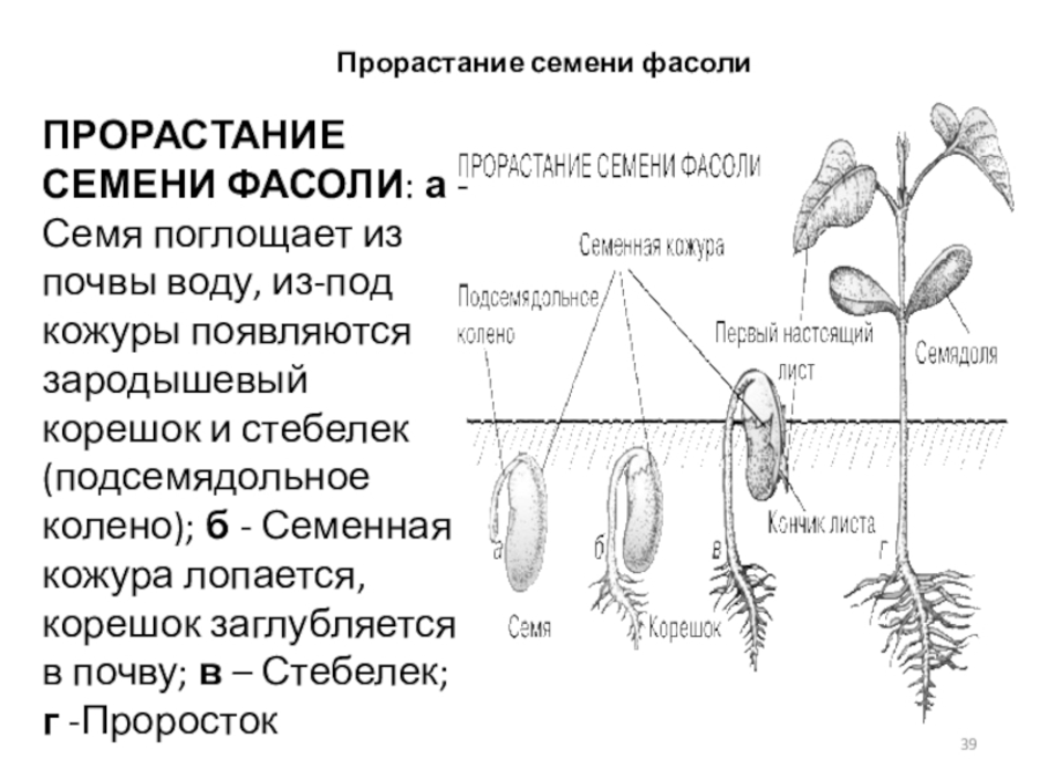 Развитие проростка презентация