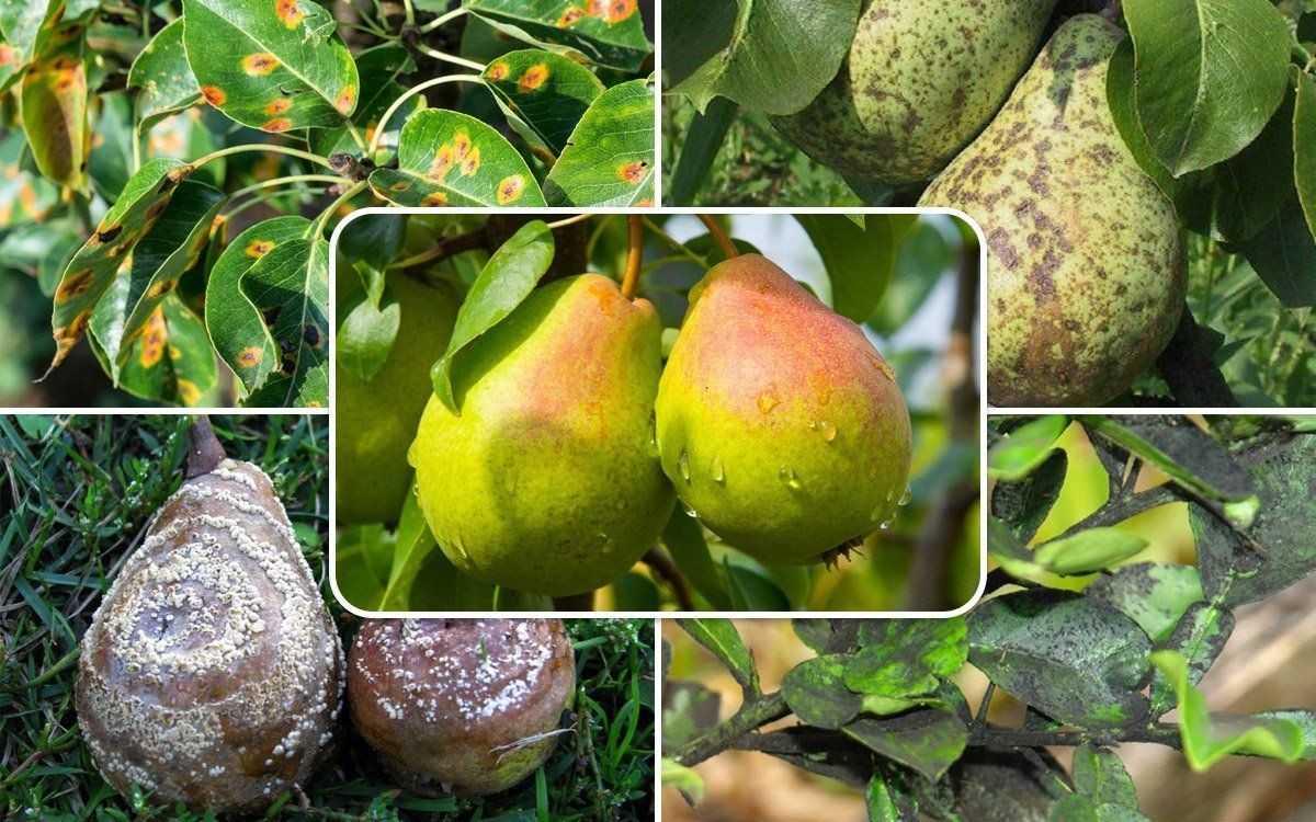Насекомые-вредители сада - внешний вид (фото), описание, меры борьбы