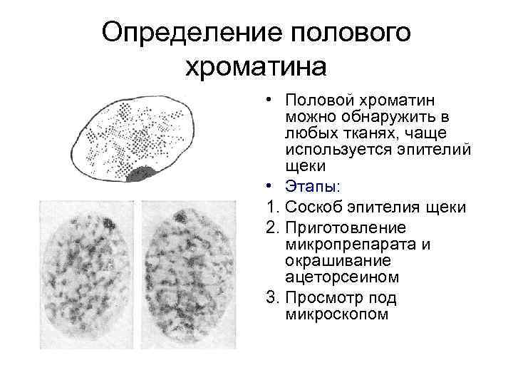 Половой хроматин. тельца барра