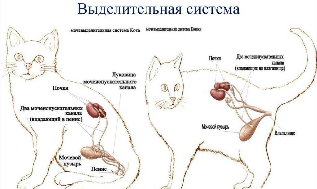 Половая система кошек и котов: строение органов