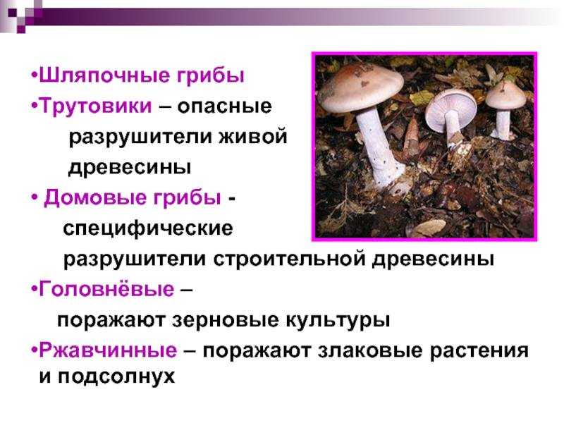 В состав любой экосистемы входят 3. какую роль в экосистемах играют грибы? значение абиотических компонентов
