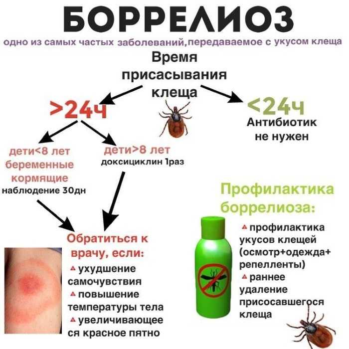 Болезни кур - бореллиоз птиц