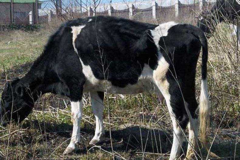  пастбищная тетания крс. гипомагнемия коз и лошадей