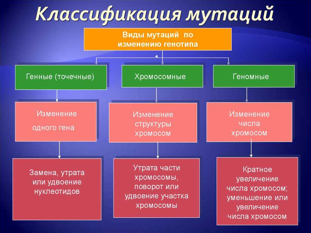 Роль мутаций в процессе эволюции: теория и практическое значимость