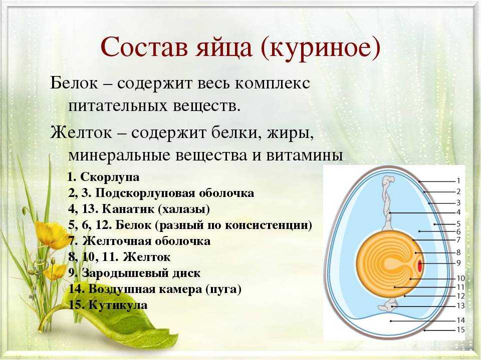 Строение и химический состав куриного яйца: из чего состоит желток, белок и скорлупа?