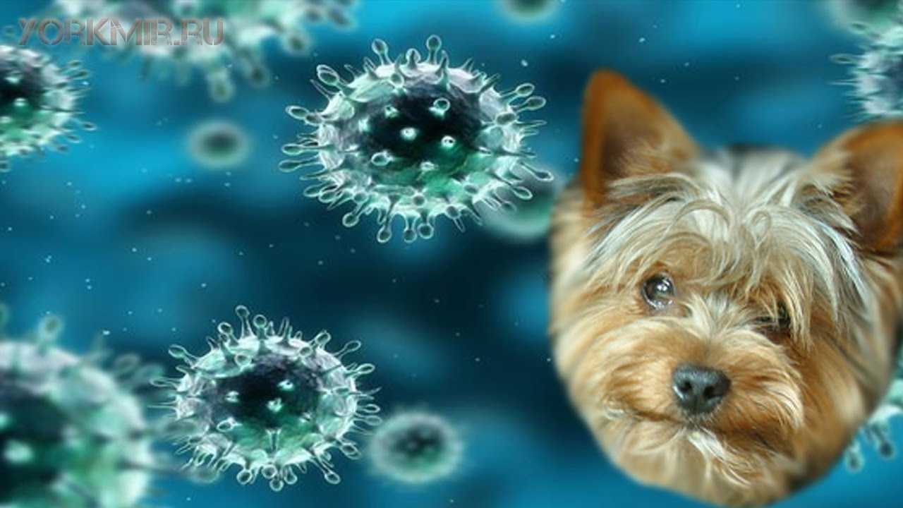 Аденовирус у собак: симптомы, лечение в домашних условиях, методы профилактики