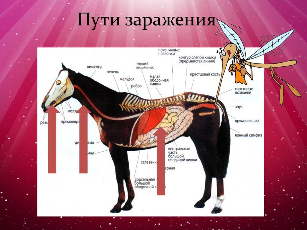 Наставление по диагностике инфекционной анемии лошадей