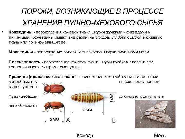 Какие еще бывают пороки шкур?