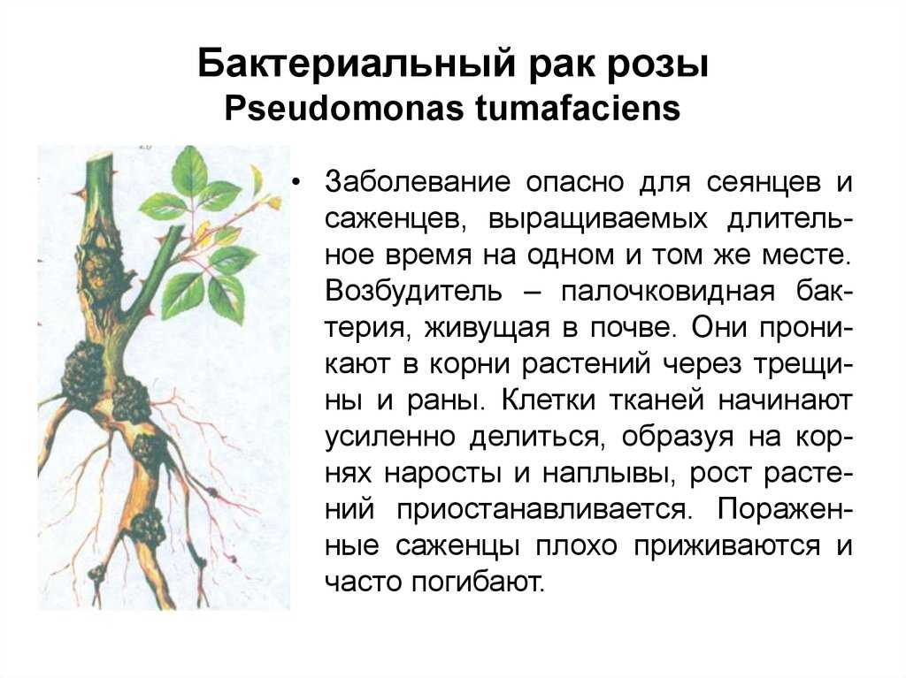 Чем болеют деревья и кустарники