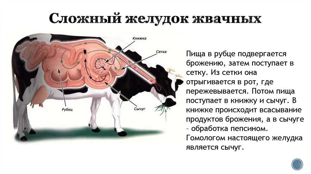 Презентация на тему пищеварение в сетке, книжке, сычуге. моторика преджелудков. жвачный процесс. жвачный период. механизм отрыжки