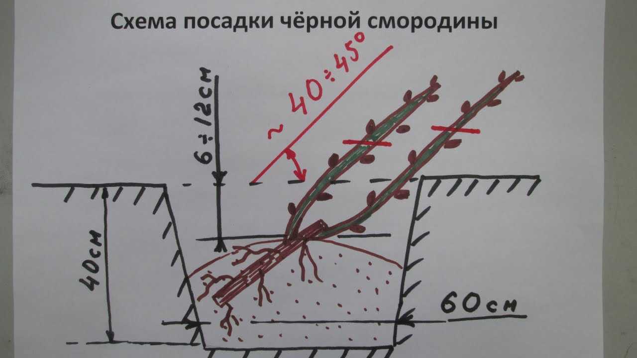 Уход и выращивание крыжовника в домашних условиях