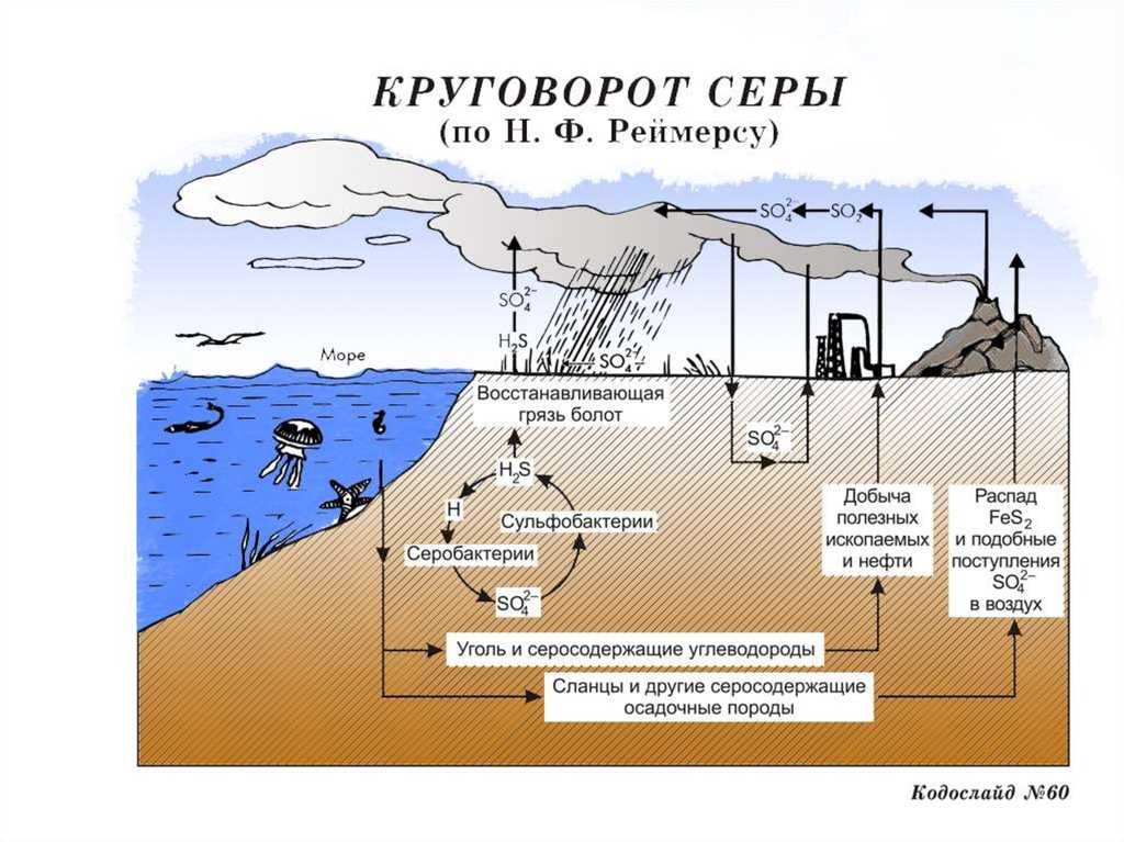 Этапы цикла серы и значение / биология | thpanorama - сделайте себя лучше уже сегодня!