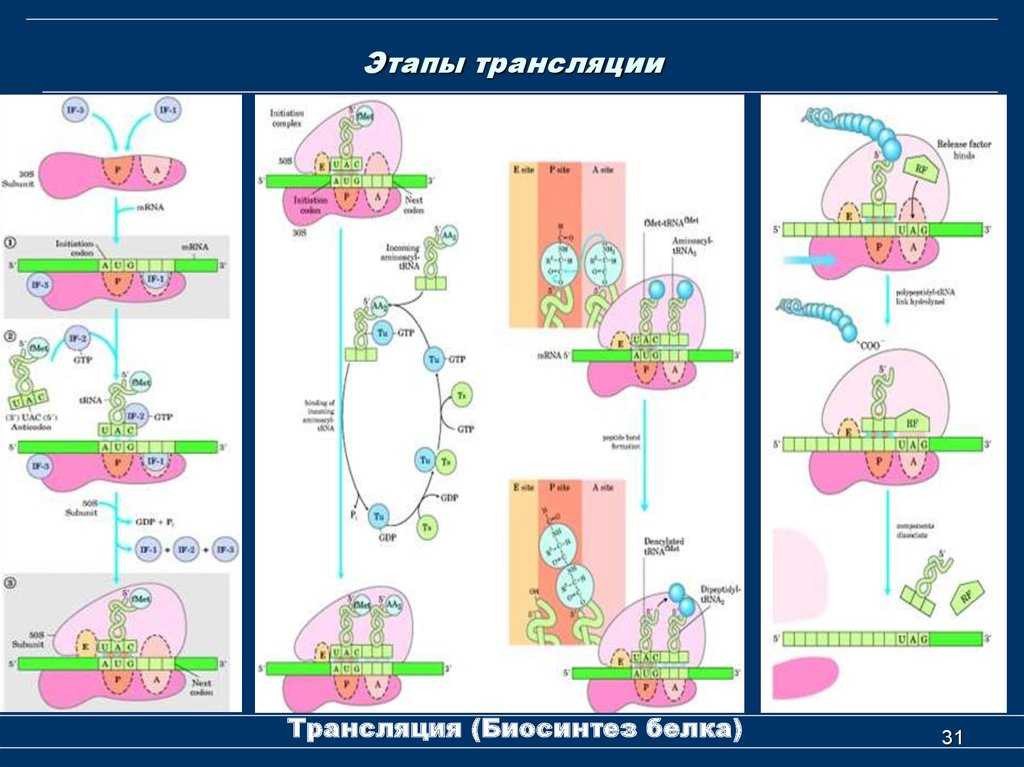 Процессы способствующие переносу генетической информации кратко