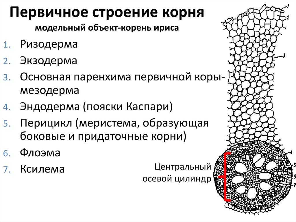 Презентация на тему "морфология и анатомия корня" по биологии для 5 класса