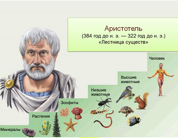 Что такое лестница существ аристотеля: основные концепции и классификация
