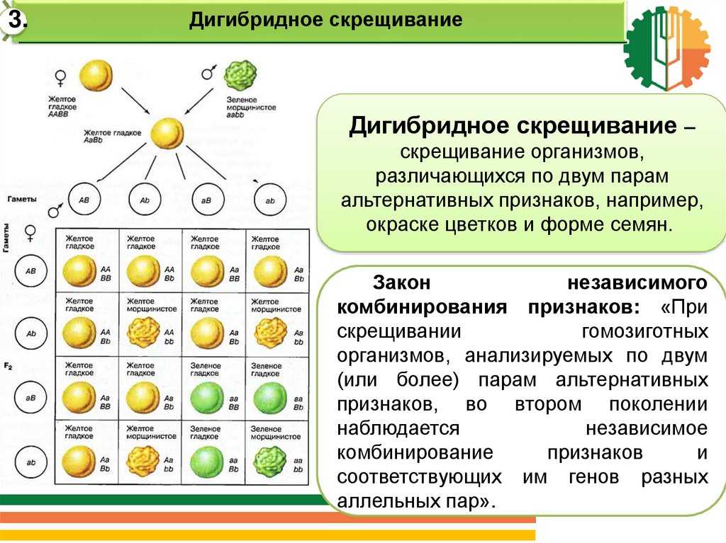 Дигибридное скрещивание