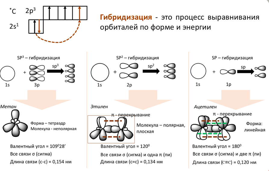Генетические критерии систематики бактерий