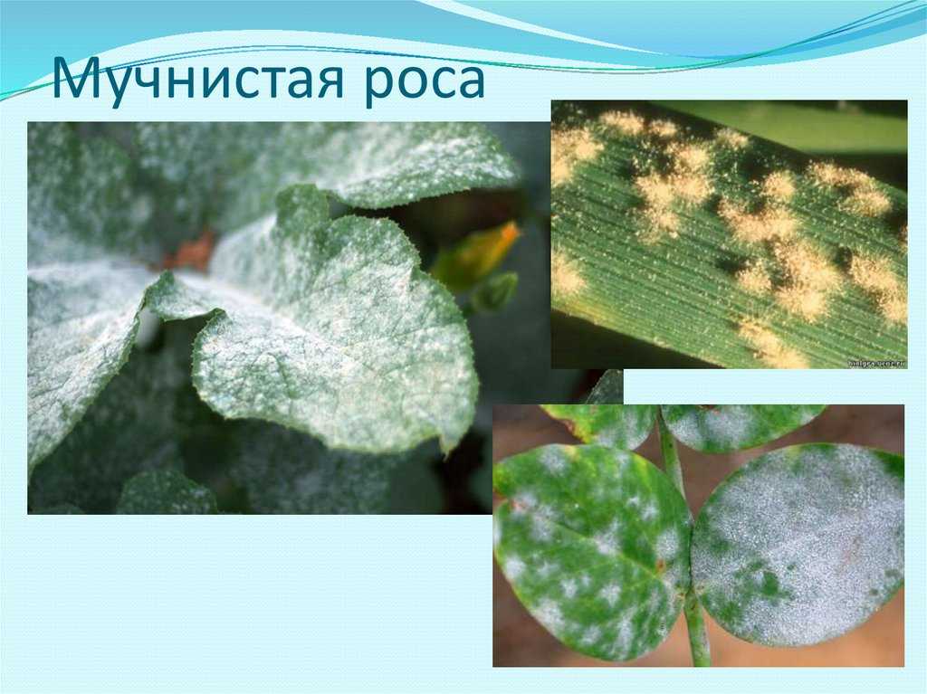 Средства борьбы с мучнистой росой