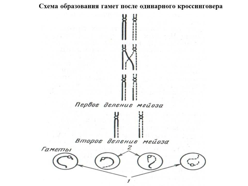 Хромосомная теория определения пола