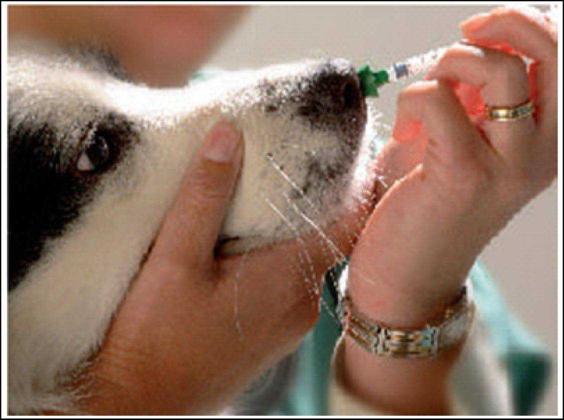 Аденовирус у собак: симптомы и признаки, лечение, вероятность осложнений