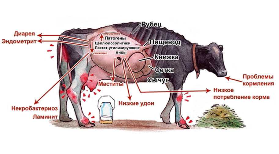 Фасциолез крупного рогатого скота, фасциолез крс (фото и видео)