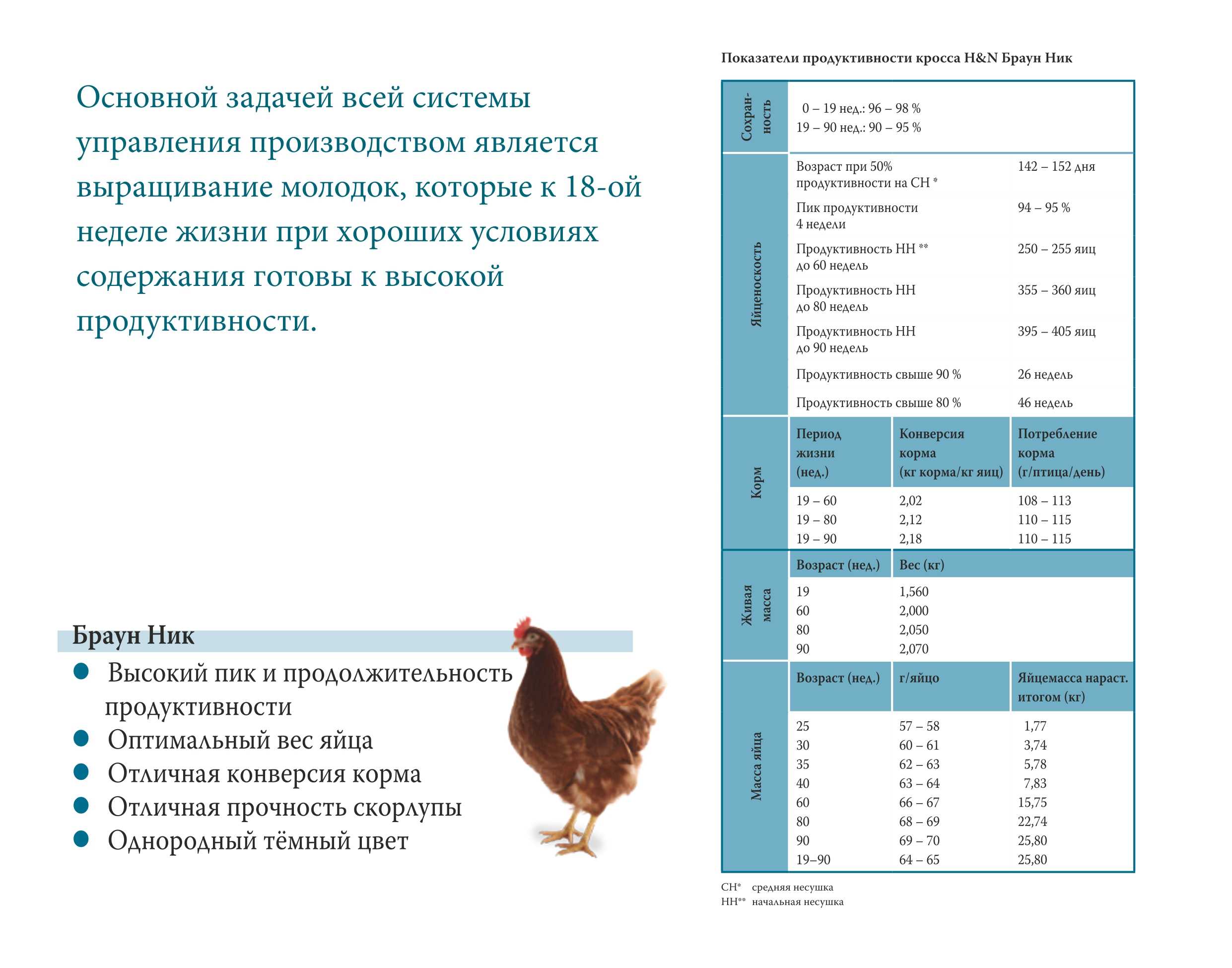 Продуктивность кур несушек и факторы на нее влияющие