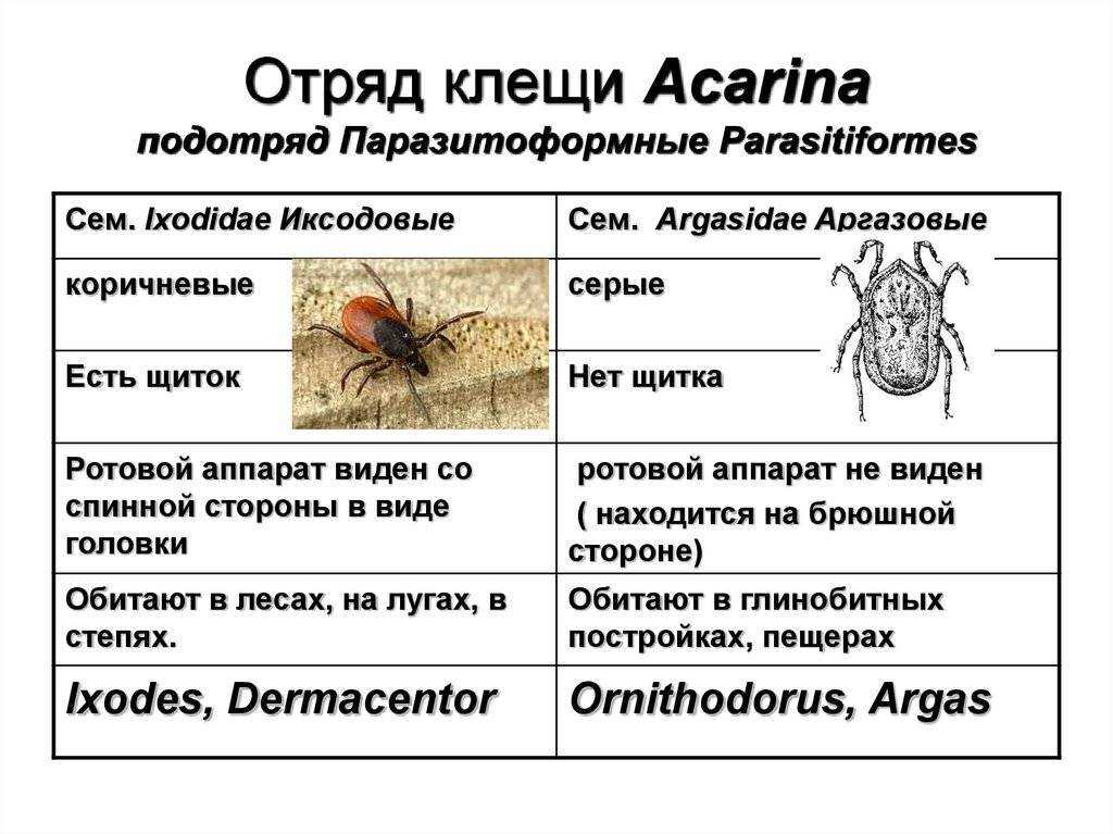 Аргасовые клещи