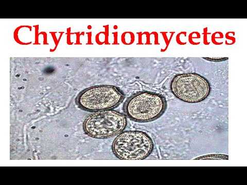 Chytridiomycota - chytridiomycota