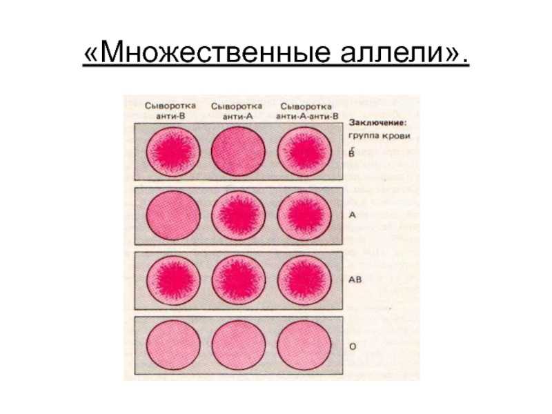 Аллели (аллельные гены)