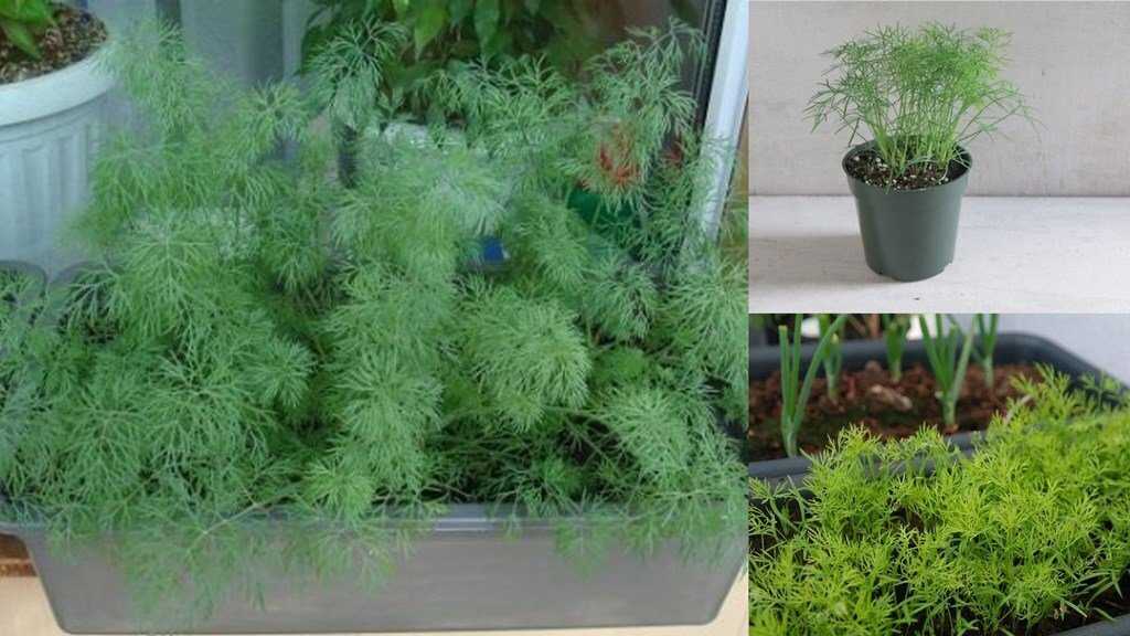 Как и в чем замочить семена укропа для быстрой всхожести