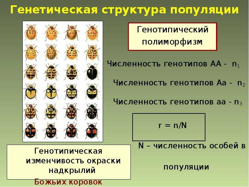 Что такое чистая линия? (биология) / биология | thpanorama - сделайте себя лучше уже сегодня!