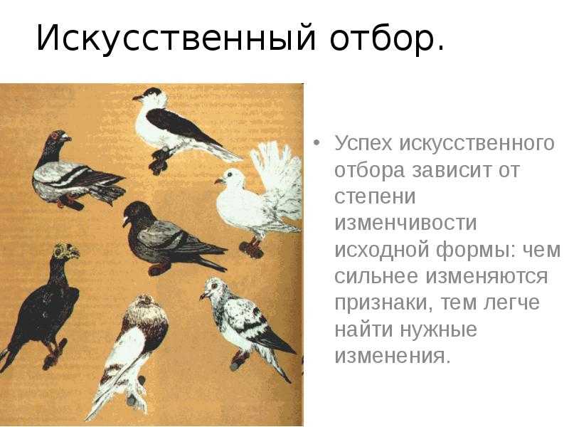 Искусственный отбор. виды, формы, результат, таблица.