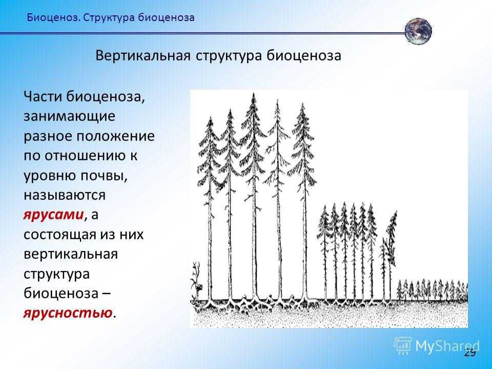 Экология, конспект лекций (стр. 4 ) | контент-платформа pandia.ru