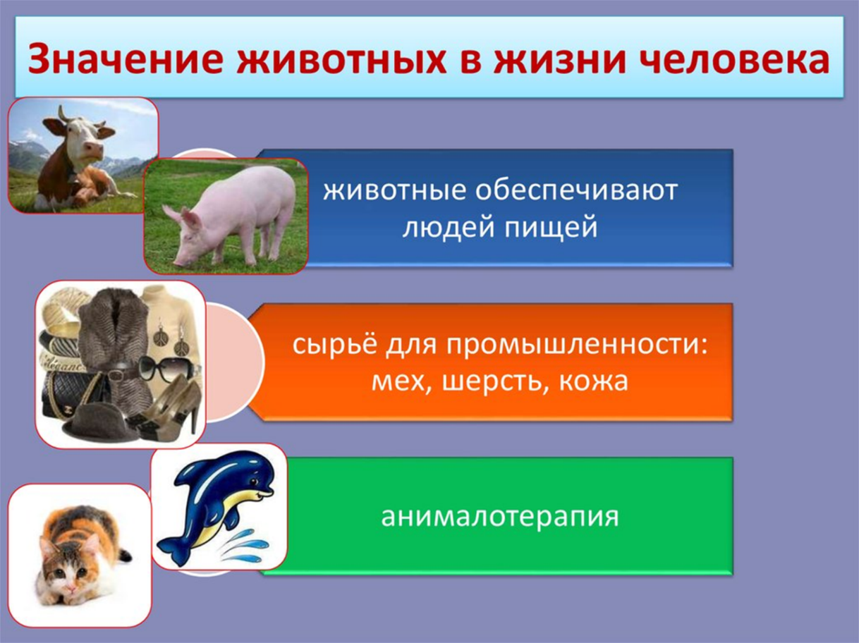 16 самых полезных животных для человечества