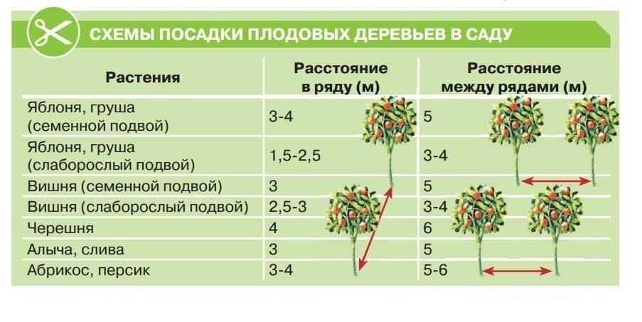 Рост и формирование лесных культур сосны обыкновенной в центральной лесостепи