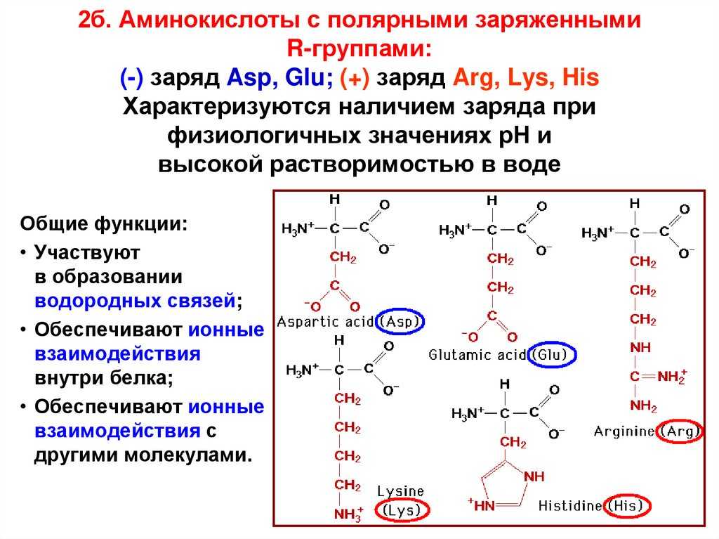Где содержатся аминокислоты и зачем они нам?