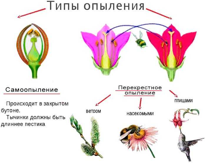 Перечислите свойства перекрёстноопыляемых растений,ограничивающих их самоопыляемость  помогите пожал